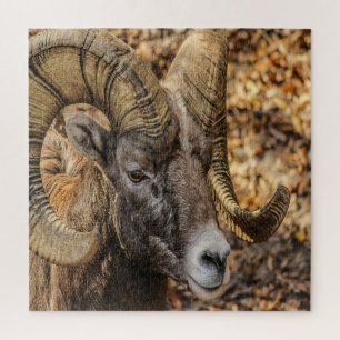 Puzzle Big Horn Ram