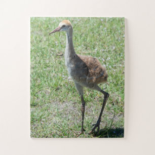 Puzzle Bird Sandhill Crane Faune Photographie Nature