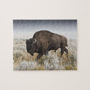 Puzzle Bison américain ou Buffalo
