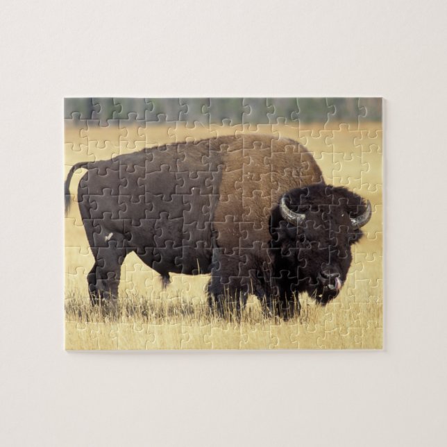 Puzzle Bison mâle dans le parc national de Yellowstone (Horizontal)