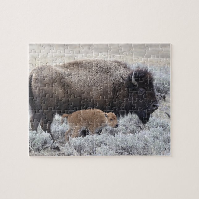 Puzzle Bison vache et veau, Yellowstone (Horizontal)