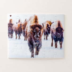 Puzzle Bisons Yellowstone Wyoming