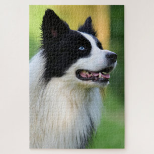 Puzzle Black and White Border Collie Dog