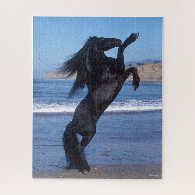 Puzzle Black Friesian Stallion Rearing On Beach (Vertical)