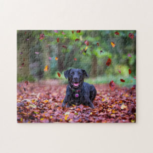 Puzzle Black Labrador Dans Les Feuilles Automnes