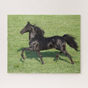Puzzle Black Morgan Stallion Mane et traîne