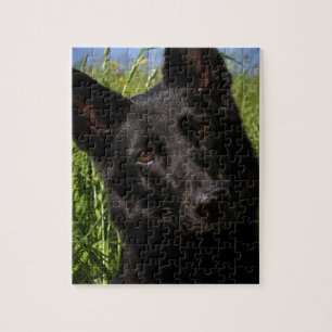 Puzzle black shepherd