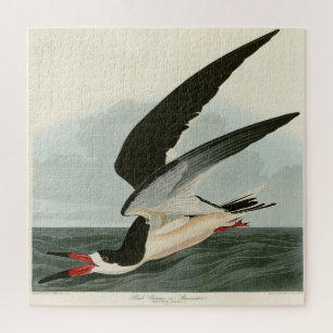 Puzzle Black Skimmer, Shearwater Audubon Birds of America