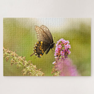 Puzzle Black Swallowtail