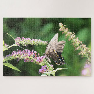 Puzzle Black Swallowtail butterfly