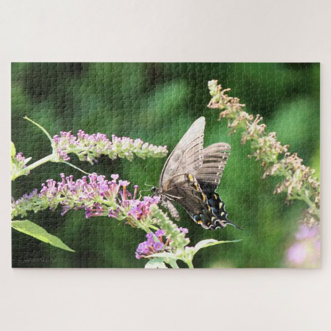Puzzle Black Swallowtail butterfly   (Horizontal)