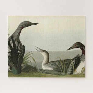 Puzzle Black Throated Diver Loon Audubon Birds of America