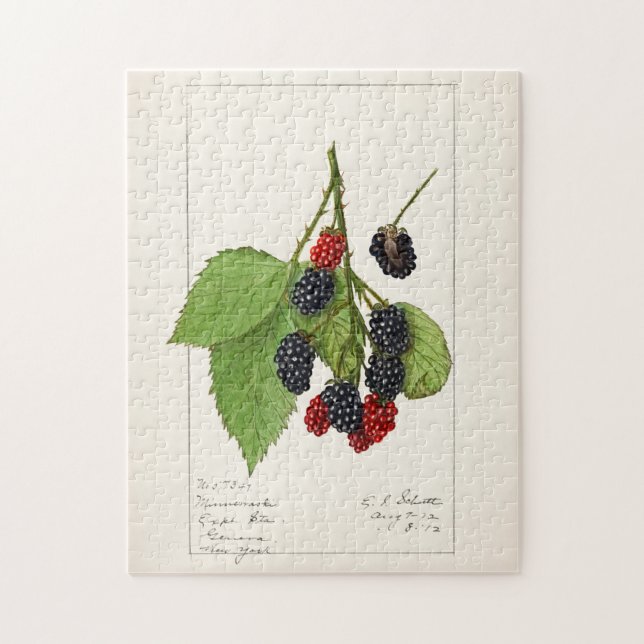 Puzzle Blackberries (Rubus subg. Rubus Watson) (Vertical)