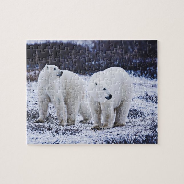 Puzzle blanc des ours polaires (Horizontal)