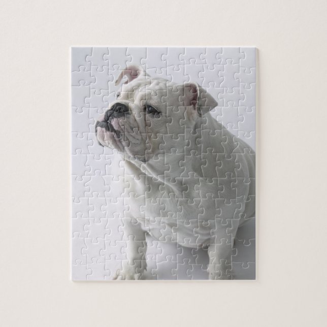 Puzzle Blancs Bulldog assis en studio, (Vertical)