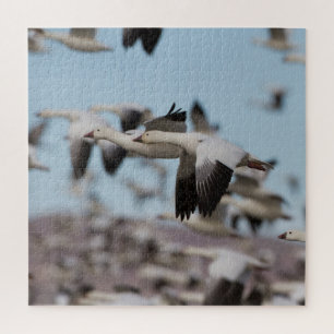 Puzzle Blast off in the Socorro skies