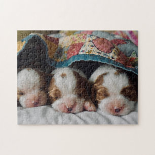 Puzzle Blenheim Cavalier King Charles Spaniel Puppies