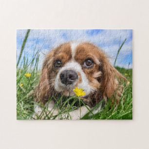 Puzzle Blenheim Cavalier King Charles Spaniel Puppy Dog