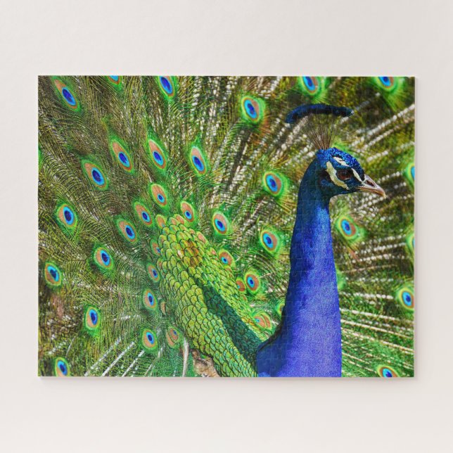 Puzzle bleu brillant Peacock Jigsaw (Horizontal)
