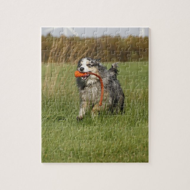 Puzzle bleu merle aussie courant avec jouet (Vertical)