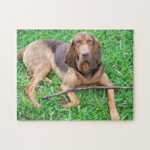 Puzzle Bloodhound avec Stick