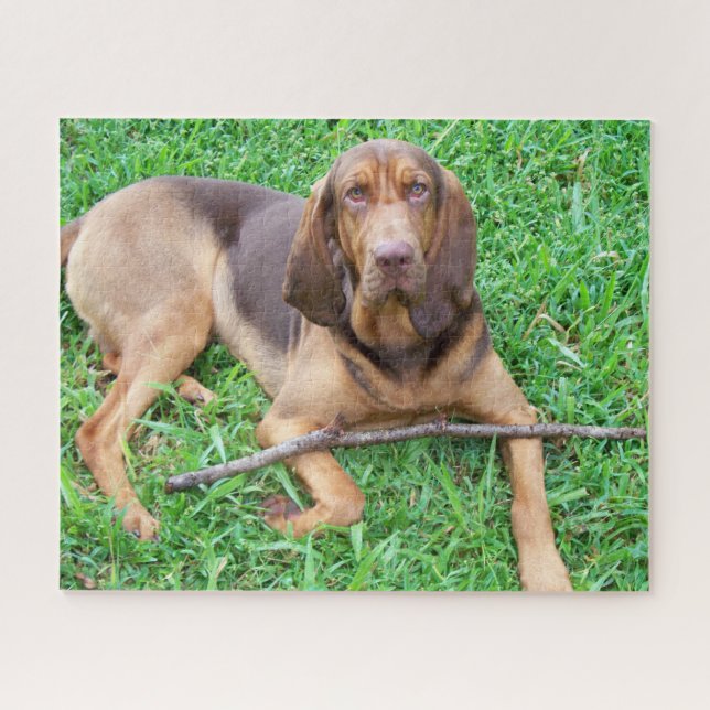 Puzzle Bloodhound dog - Chasse parfum Hound dans l'herbe (Horizontal)