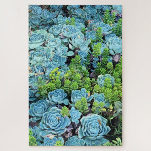 Puzzle Blue Echeveria Imbricata & Green Sedum Succulent