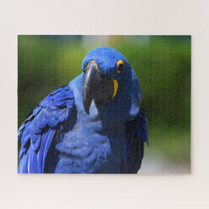 Puzzle Blue Hyacinth Macaw