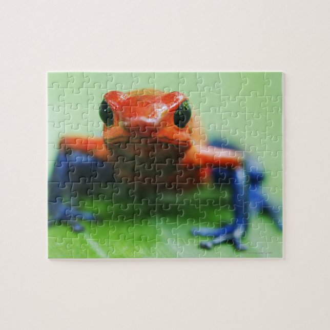 Puzzle Blue Jean Frog (Horizontal)