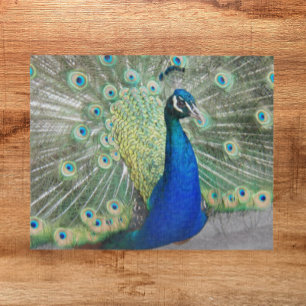 Puzzle Blue Peacock Fantail Feathails Photo