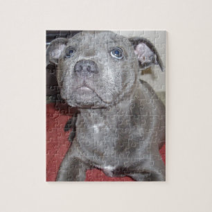 Puzzle Blue Staffordshire Bull Terrier Puppy