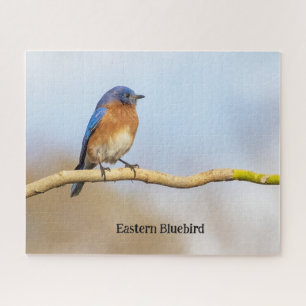 Puzzle Bluebird