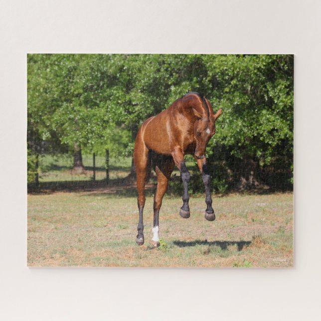 Puzzle Bob Langrish | Akhal Teke Stallion Leaping (Horizontal)