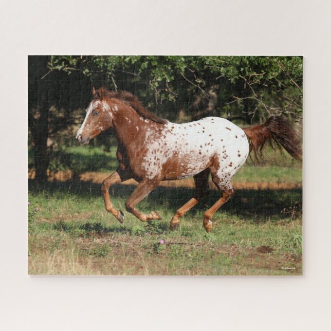 Puzzle Bob Langrish | Appaloosa Horse Running (Horizontal)