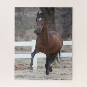 Puzzle Bob Langrish   Baie Andalousie Stallion Courant