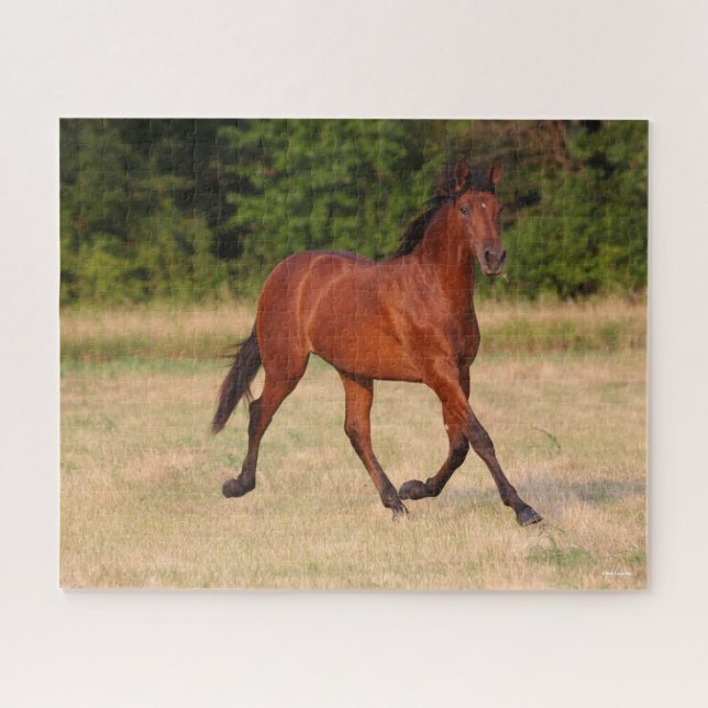 Puzzle Bob Langrish | Baie Colt andalou En Champ (Horizontal)