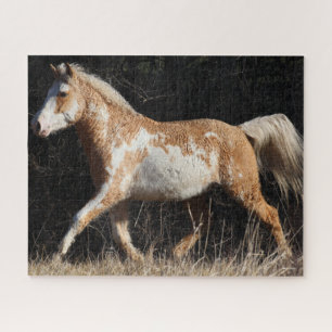 Puzzle Bob Langrish Bashkir Curly Horse Stallion Marcher