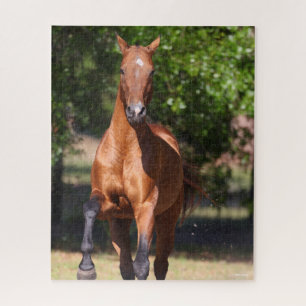 Puzzle Bob Langrish   Bay Akhal Teke Standing