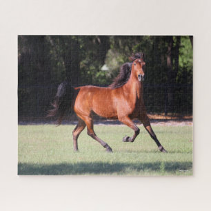 Puzzle Bob Langrish   Bay Tennessee Walker Running
