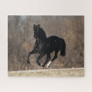 Puzzle Bob Langrish   Black Andalucian Stallion Courir