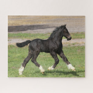 Puzzle Bob Langrish   Black Gypsy Vanner Foal Running