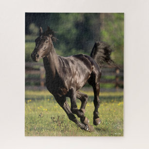 Puzzle Bob Langrish   Black Warmblood Stallion Running