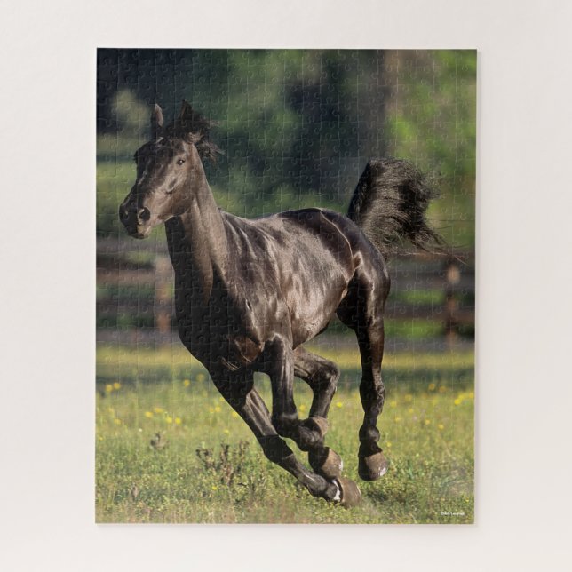 Puzzle Bob Langrish | Black Warmblood Stallion Running (Vertical)