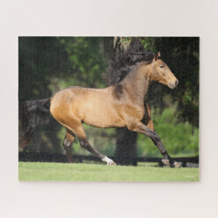 Puzzle Bob Langrish   Buckskin Lusitano Running
