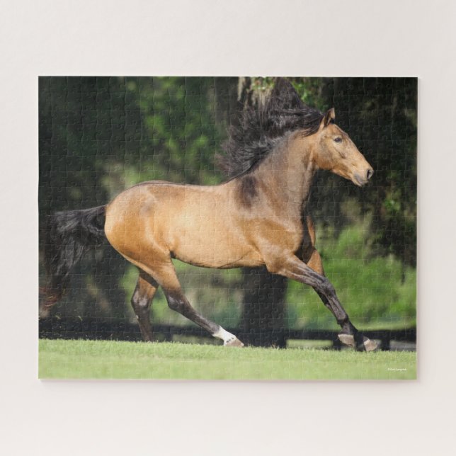 Puzzle Bob Langrish | Buckskin Lusitano Running (Horizontal)