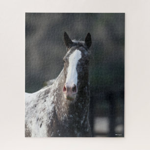 Puzzle Bob Langrish   Capture d'écran Appaloosa