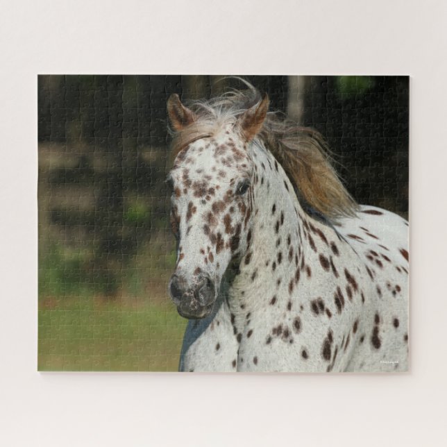 Puzzle Bob Langrish | Capture D'Écran Spotty Pony Of Amer (Horizontal)
