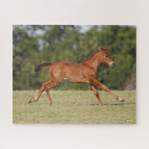 Puzzle Bob Langrish Chestnut Quarter Cheval Foal Runer