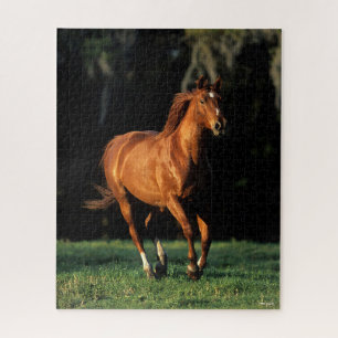 Puzzle Bob Langrish   Chestnut Warmblood Mare Running