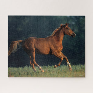 Puzzle Bob Langrish Chestnut Warmblood Running